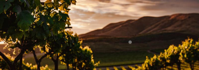 Non solo Napa e Sonoma, ecco le regioni del vino americane da non perdere