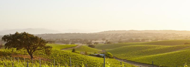 California, la vendemmia più scarsa degli ultimi vent’anni: ecco perché