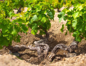 I pannelli solari possono migliorare i vigneti? In Francia pensano di sì