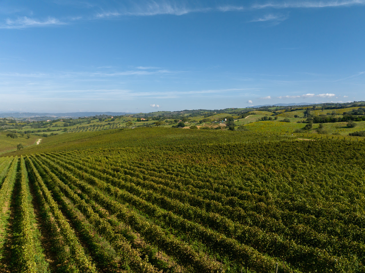 Maremma, Terra del Ciliegiolo Doc e altri Ciliegioli d’Italia