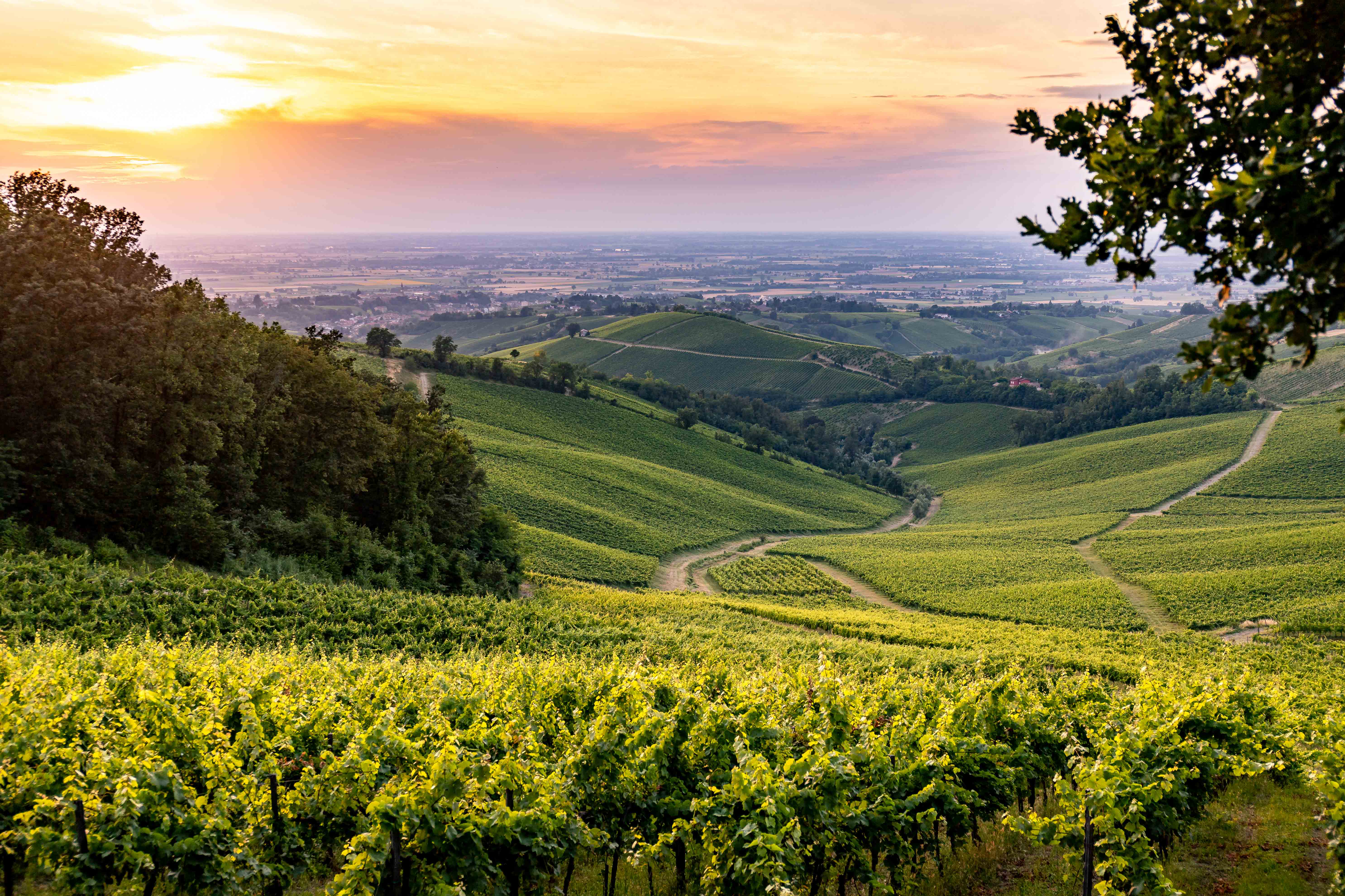 Oltrepò - Terra di Pinot Nero