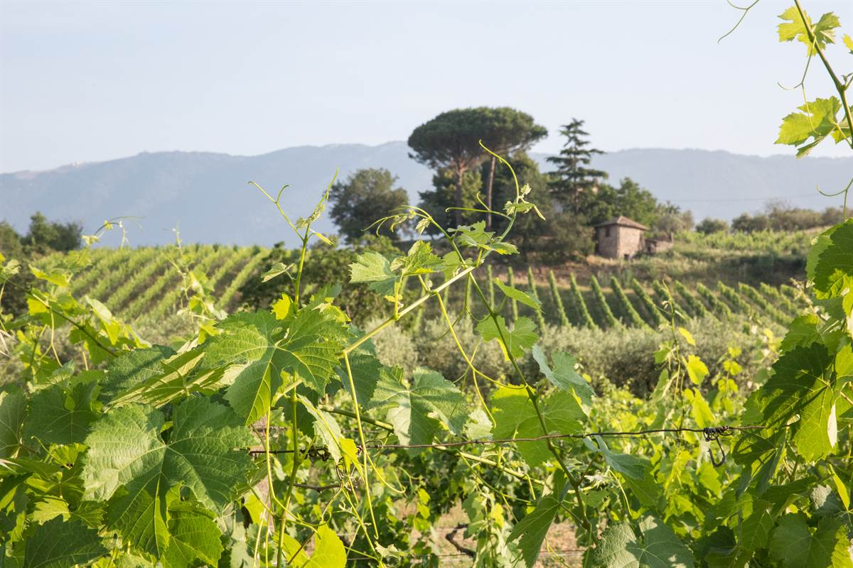 XXV edizione della Festa del Vino dei Comuni di Langhe e Roero