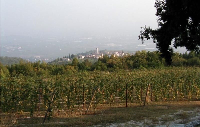 L’Italia candida all’Unesco la pratica di appassimento delle uve della Valpolicella L’Italia candida all’Unesco la pratica di appassimento delle uve della Valpolicella