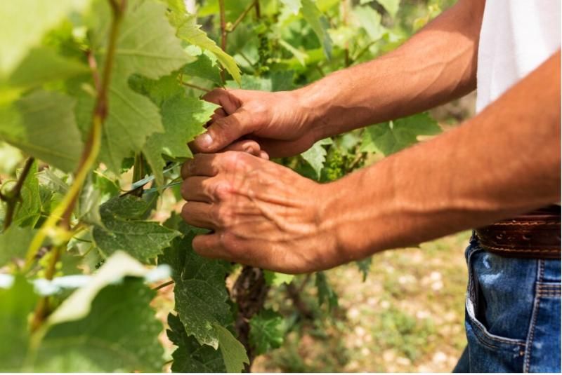 Produzione mondiale di vino 2025: Oiv stima +3% (-7% sul quinquennio) Produzione mondiale di vino 2025: Oiv stima +3% (-7% sul quinquennio)