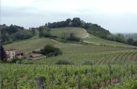 Vigne della Dora Baltea Canavesana nel registro Paesaggio rurale