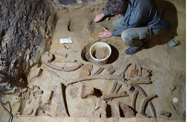 Scoperte in una cantina austriaca ossa di mammut di 40mila anni fa