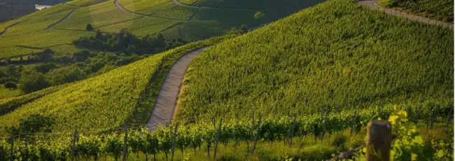 La Francia riduce le stime sulla produzione di vino a causa del maltempo