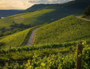 La Francia riduce le stime sulla produzione di vino a causa del maltempo