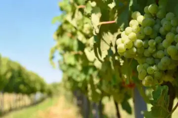 Masaf: canale di assistenza tecnica dedicato agli operatori vitivinicoli