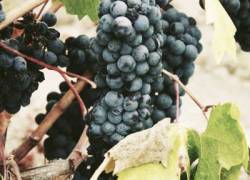 Agea: il settore vitivinicolo italiano resiliente nel 2023